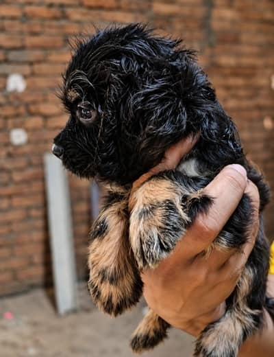 American cocker spaniel Male puppy for sale