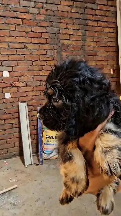 American cocker spaniel Male puppy for sale — photo 3