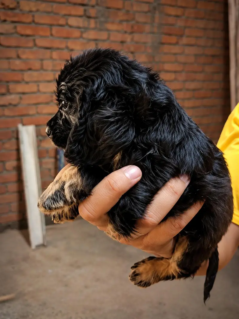 American cocker spaniel Male puppy for sale — photo 4