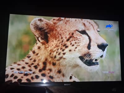 New orient led tv simple 32 inch 03448502692