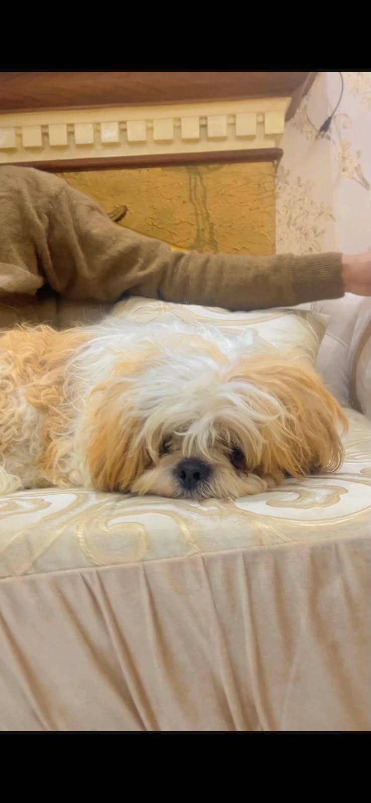 Shihtzu 1
