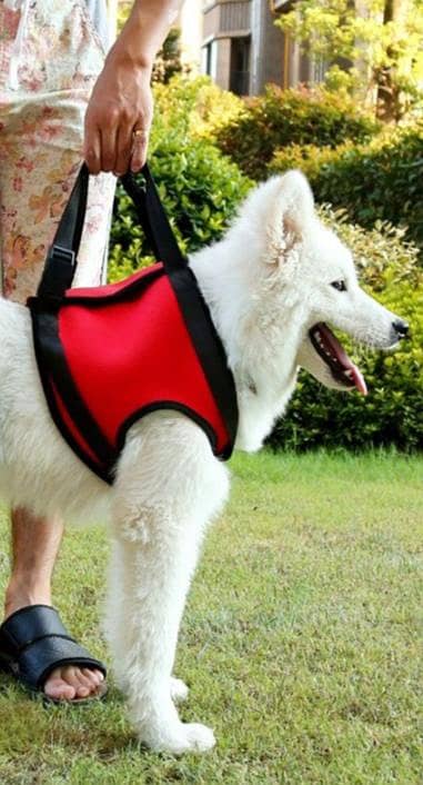 dog harness good condition