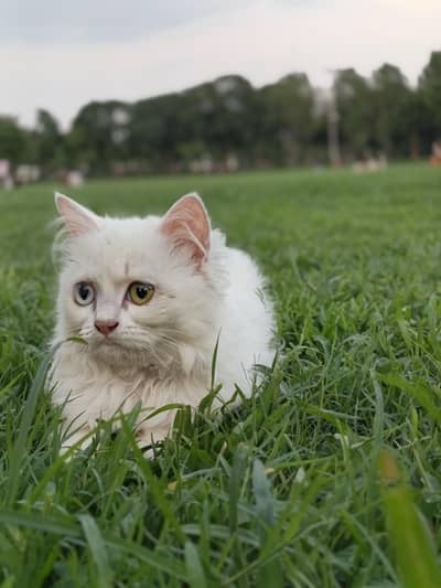 Triple Coated Persian Cat ODD EYES