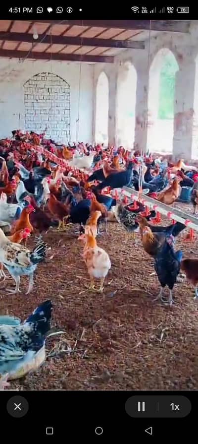 fresh hens available hai