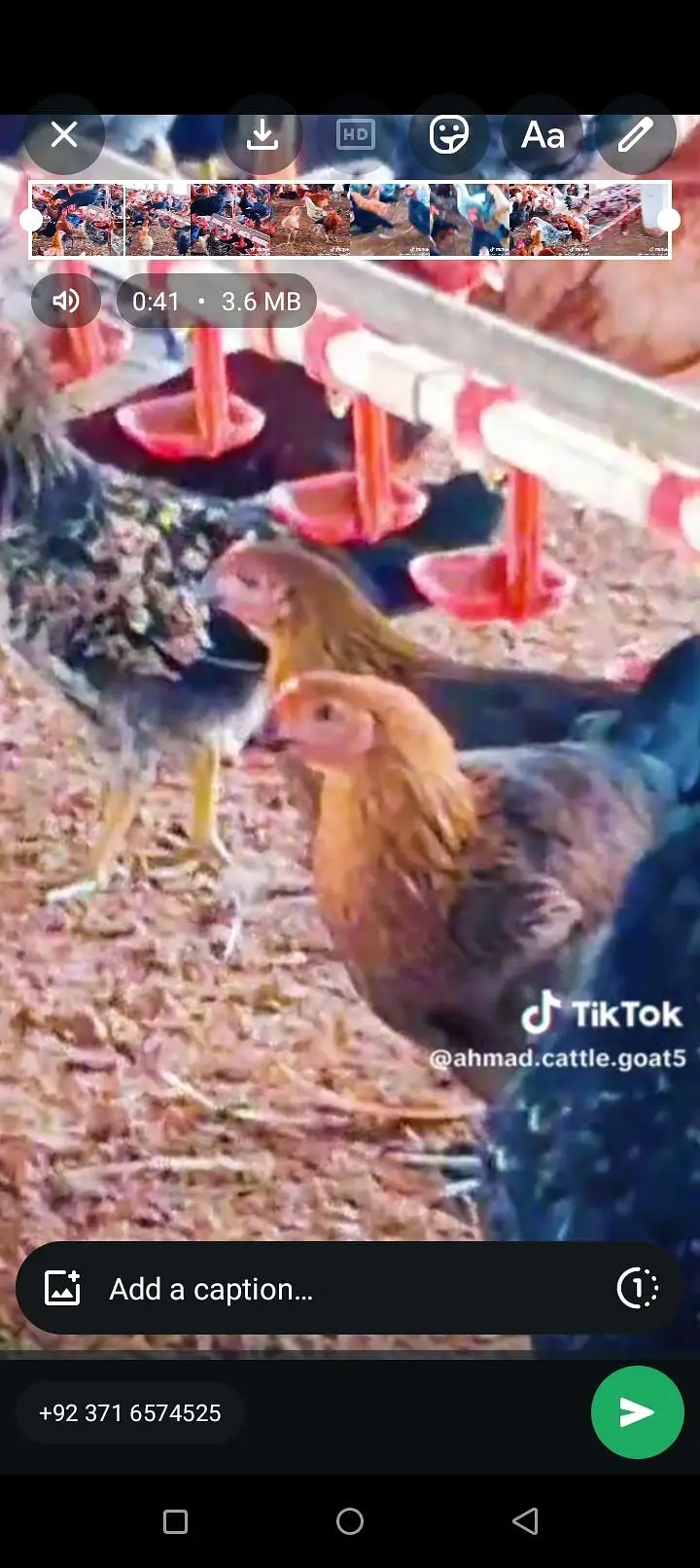 fresh hens available hai — photo 2