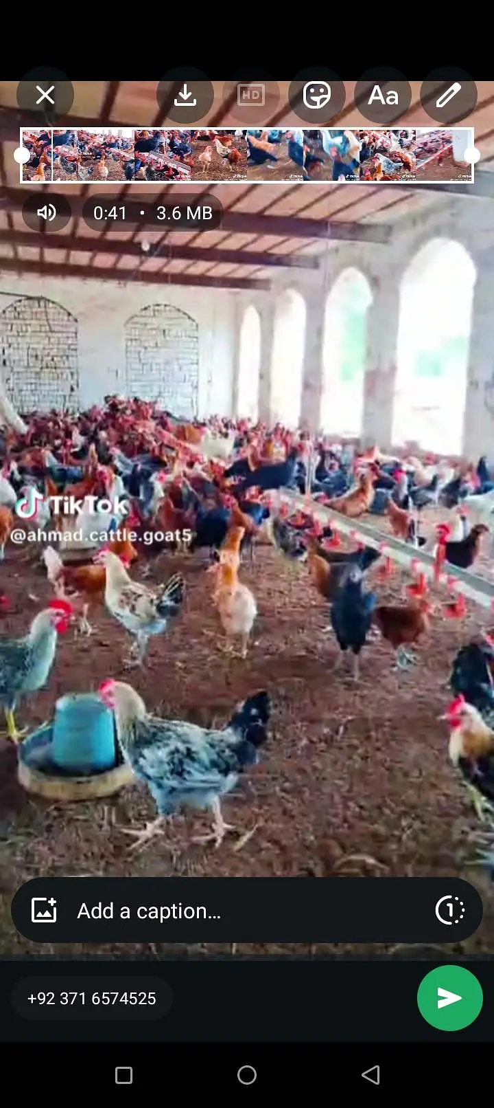 fresh hens available hai — photo 3