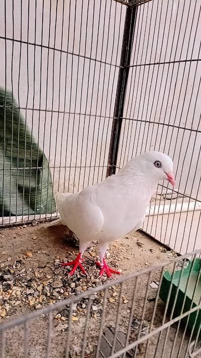 Pigeon male
