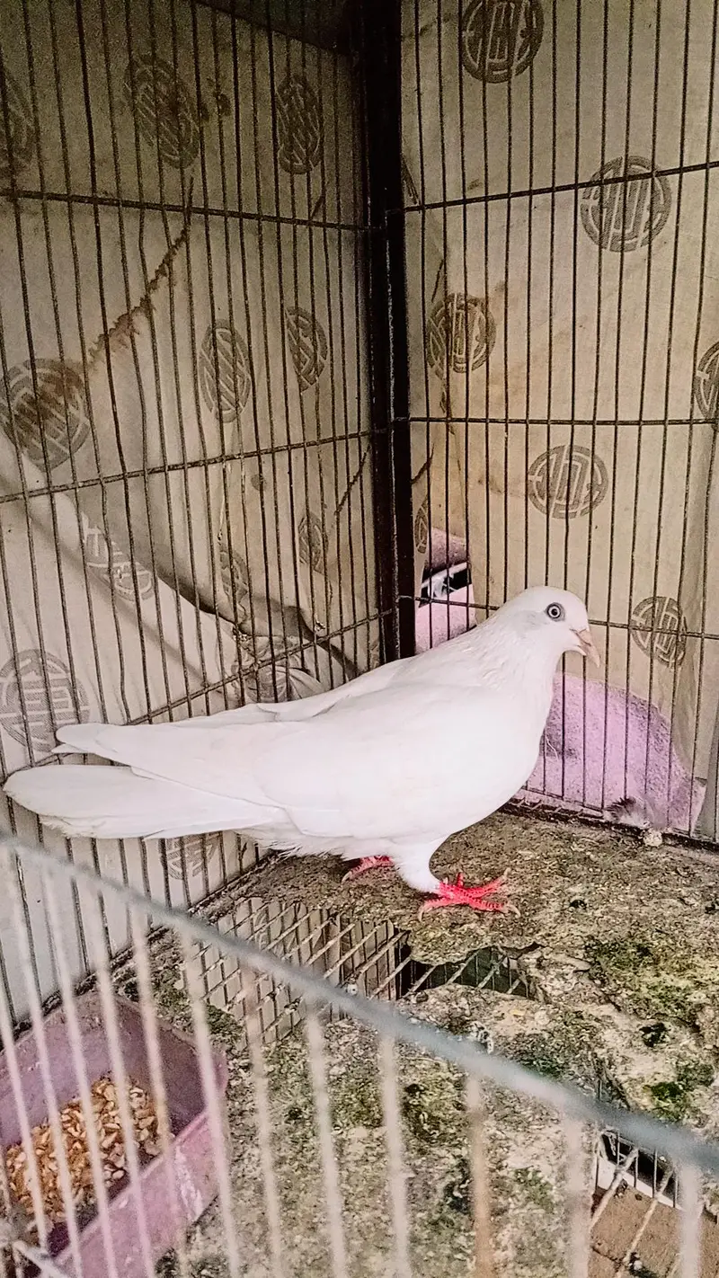 Pigeon male — photo 2