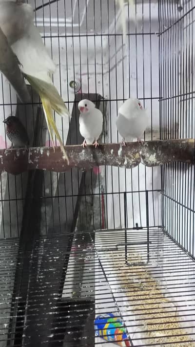 cocktail or finches for sale