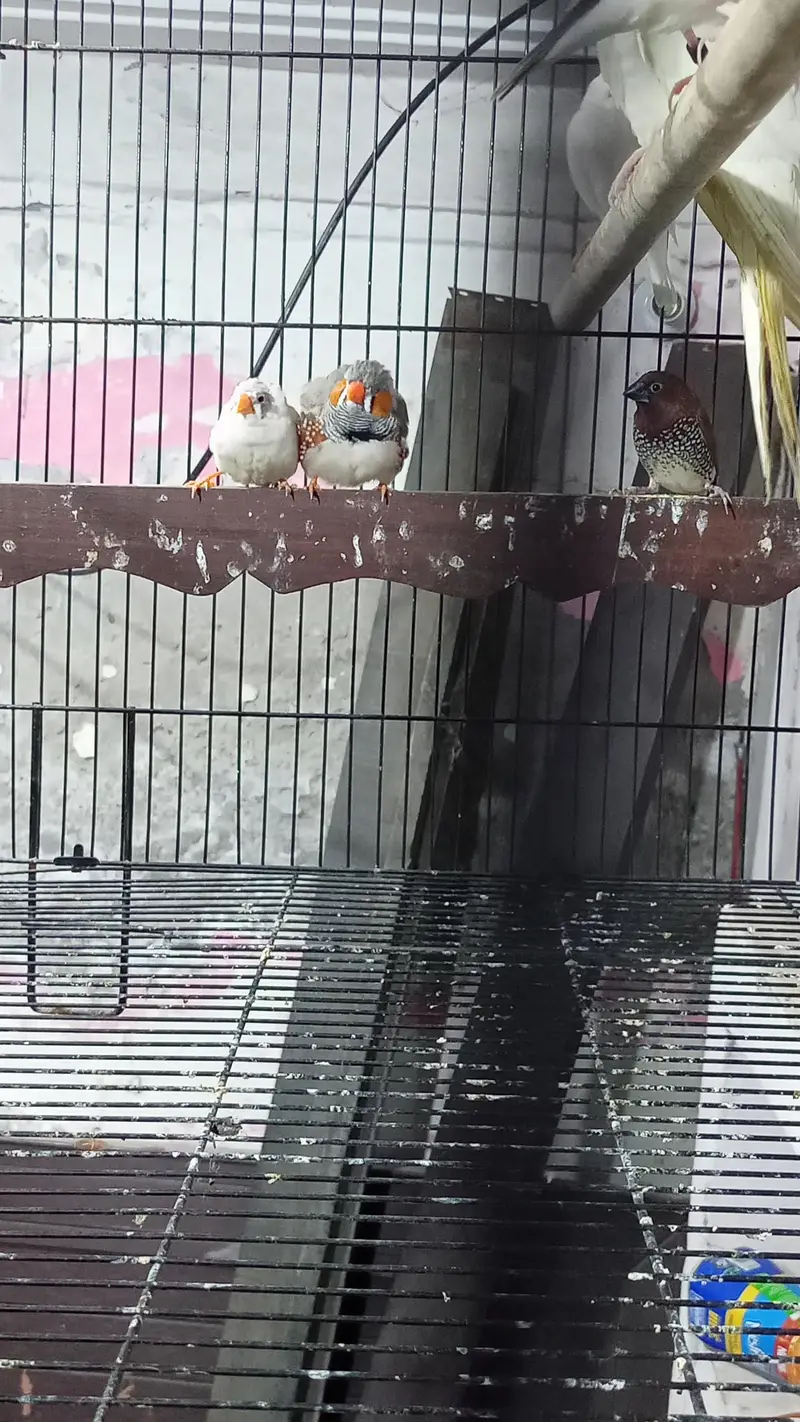 cocktail or finches for sale — photo 2