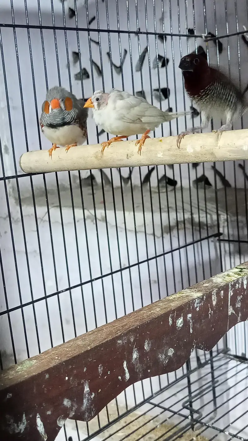 cocktail or finches for sale — photo 3