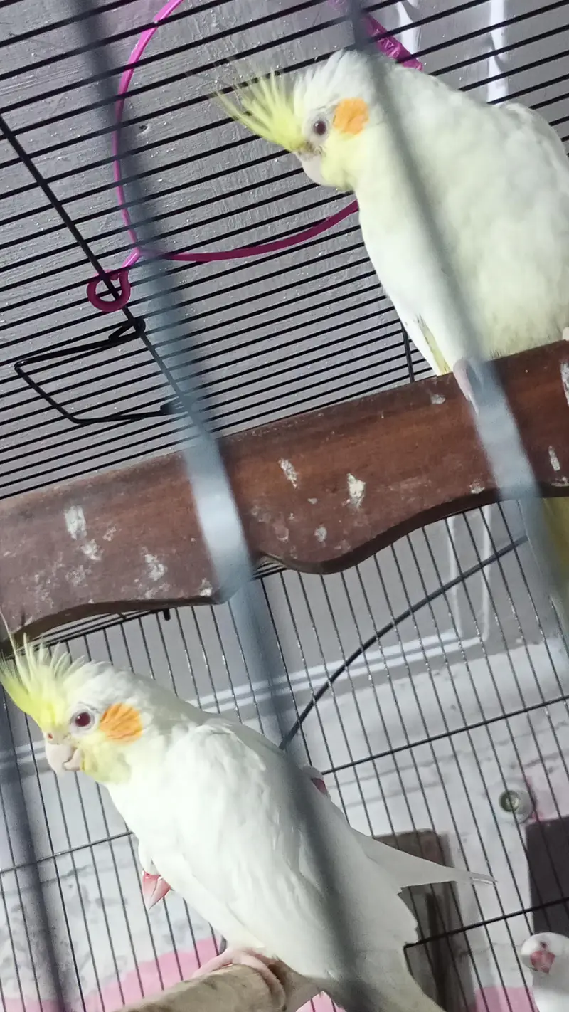 cocktail or finches for sale — photo 4