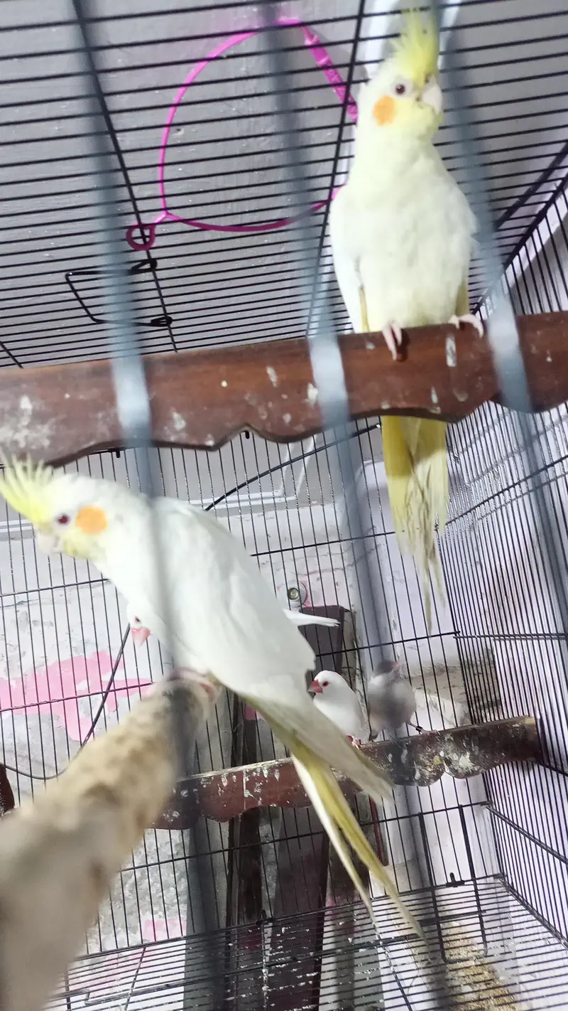 cocktail or finches for sale — photo 5