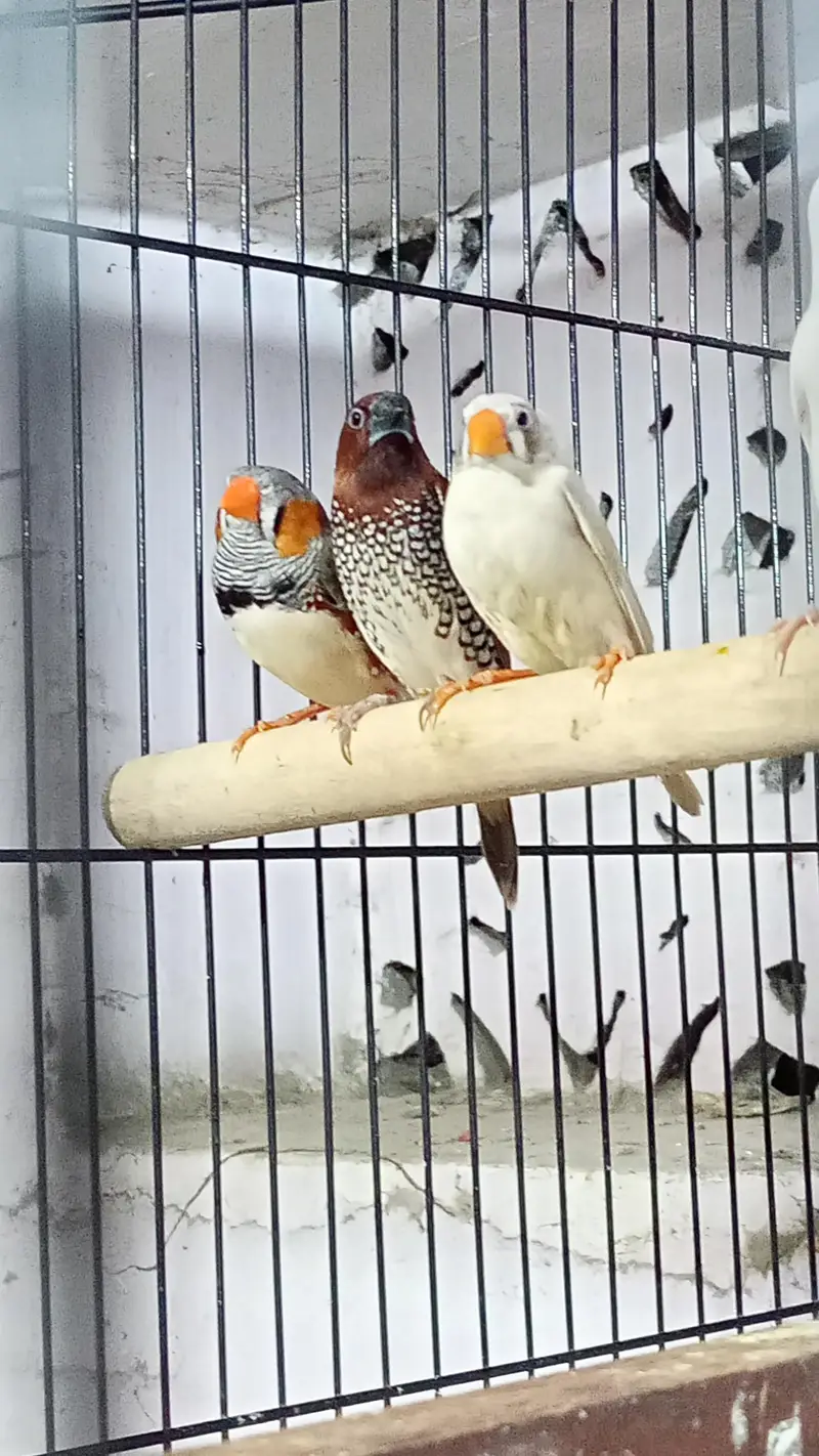 cocktail or finches for sale — photo 6