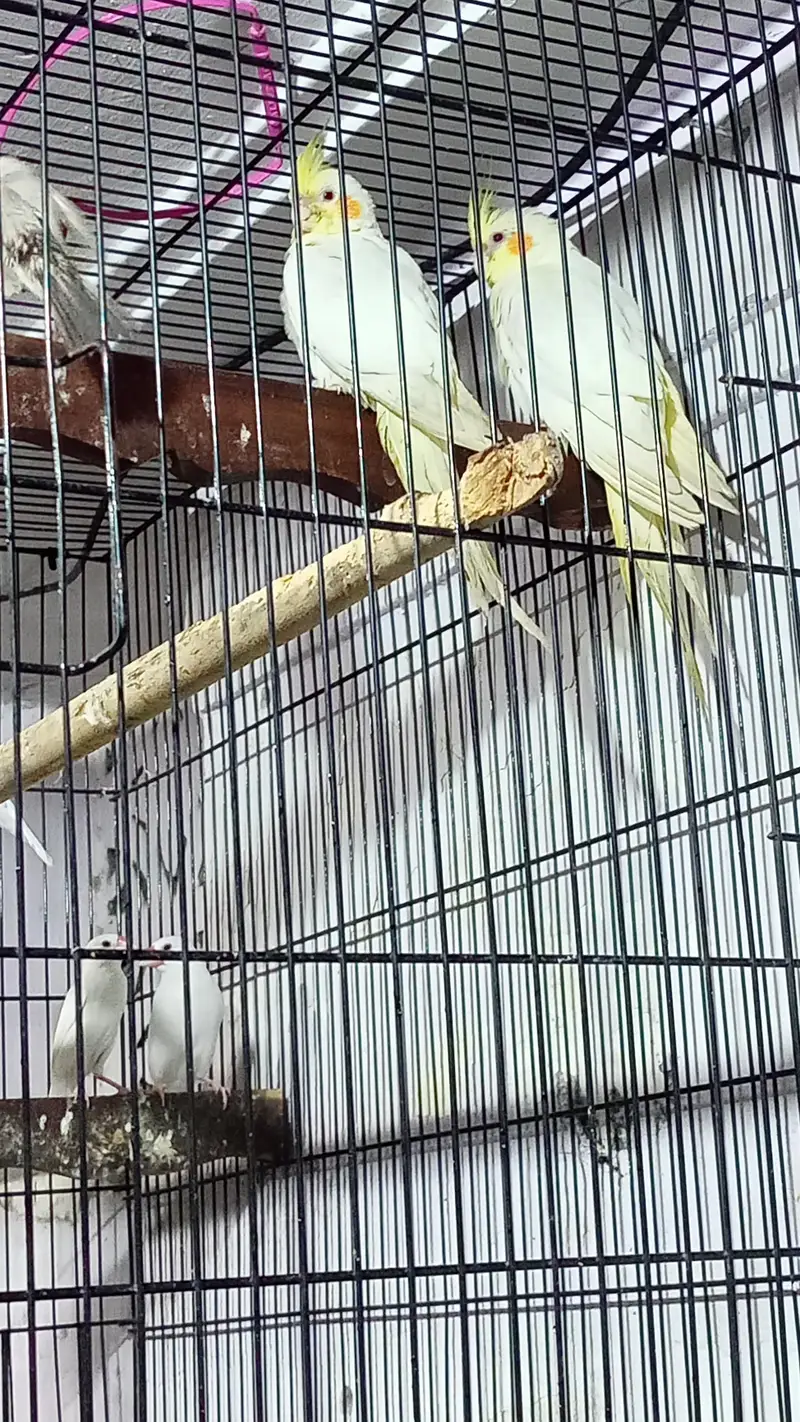 cocktail or finches for sale — photo 8