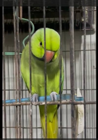 Talking Green Parrot for Sale