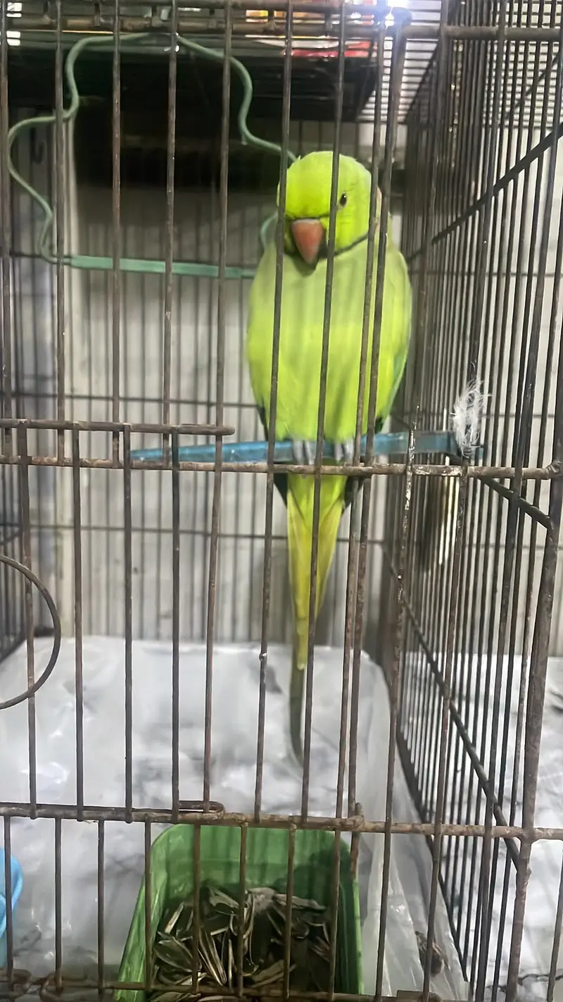 Talking Green Parrot for Sale — photo 2