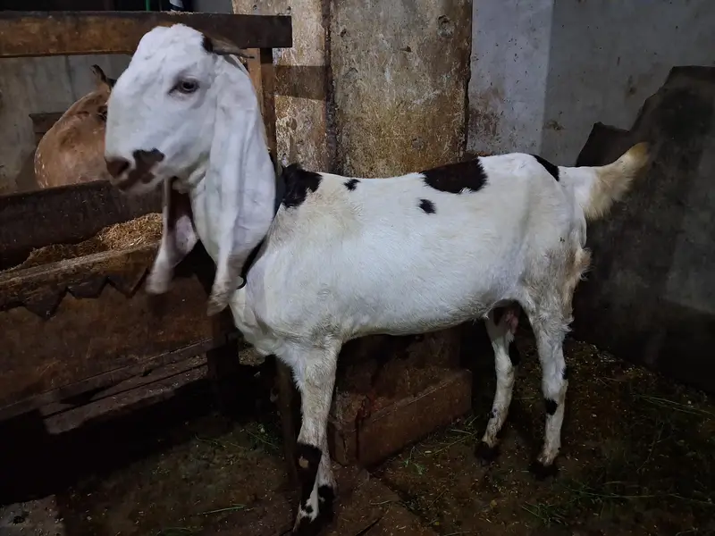 Ghaban puth 2 dant — photo 2