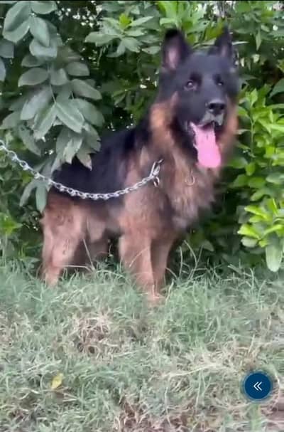 Long coat German Shepherd