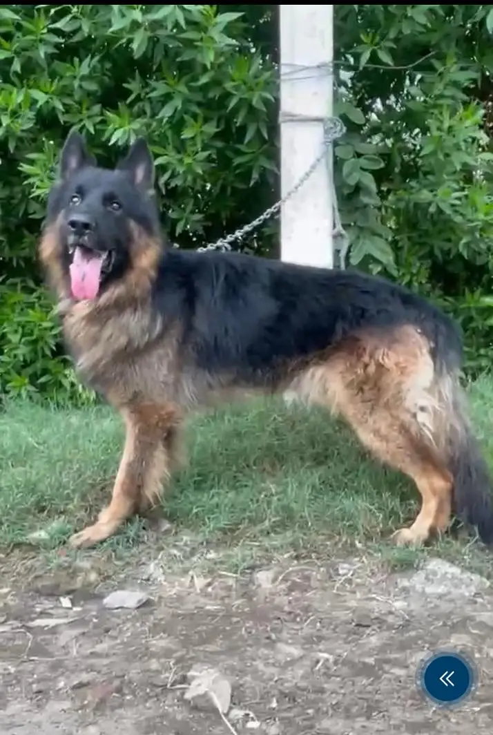 Long coat German Shepherd — photo 2