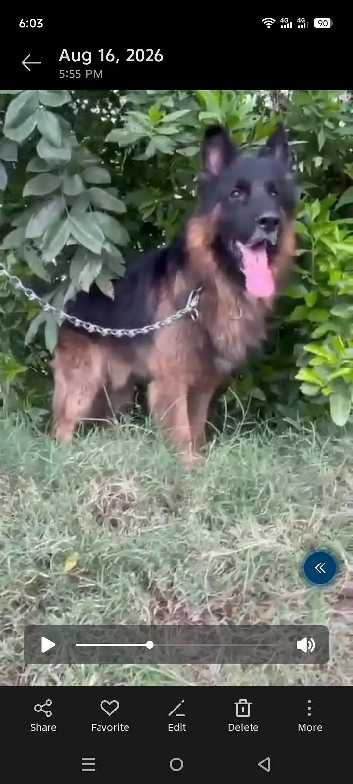Long coat German Shepherd — photo 3