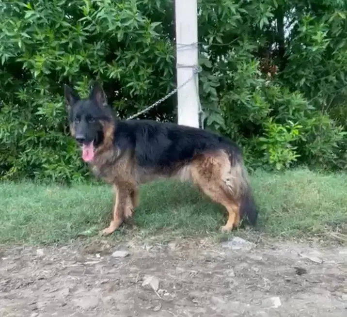 Long coat German Shepherd — photo 4