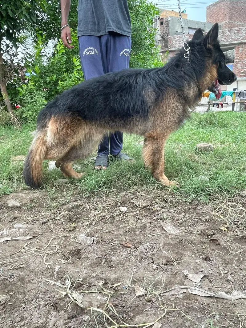 Long coat German Shepherd — photo 5