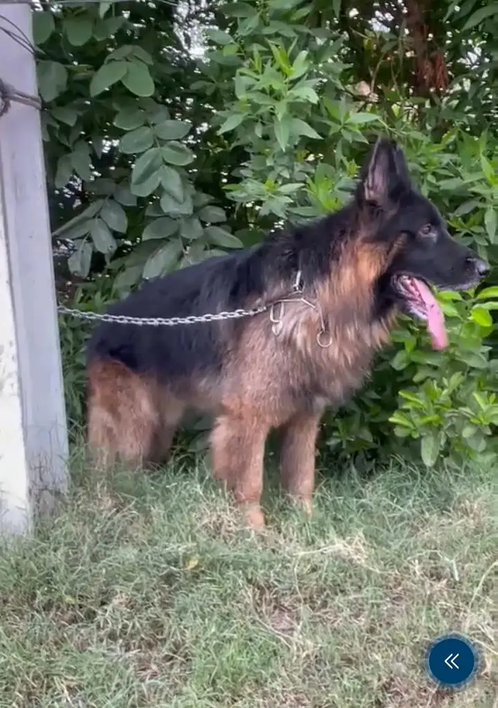 Long coat German Shepherd — photo 6