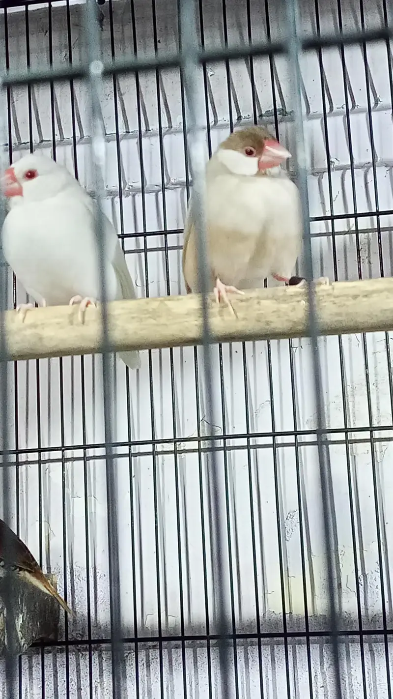 cocktail or finches for sale — photo 9