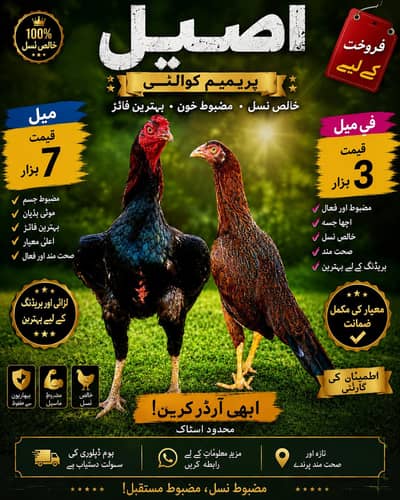 Pure Aseel Pair for Sale – Healthy & Strong