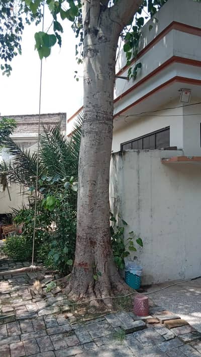 Huge Peepal Tree Wood for Sale