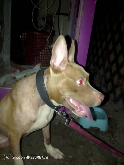 Simple dog home user