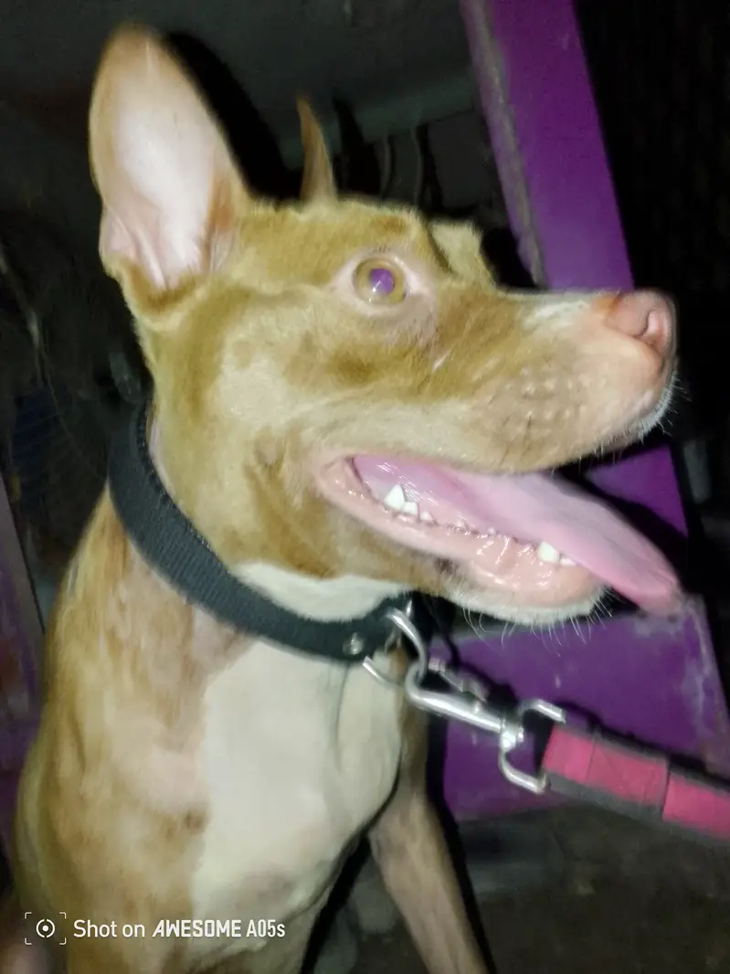 Simple dog home user — photo 2