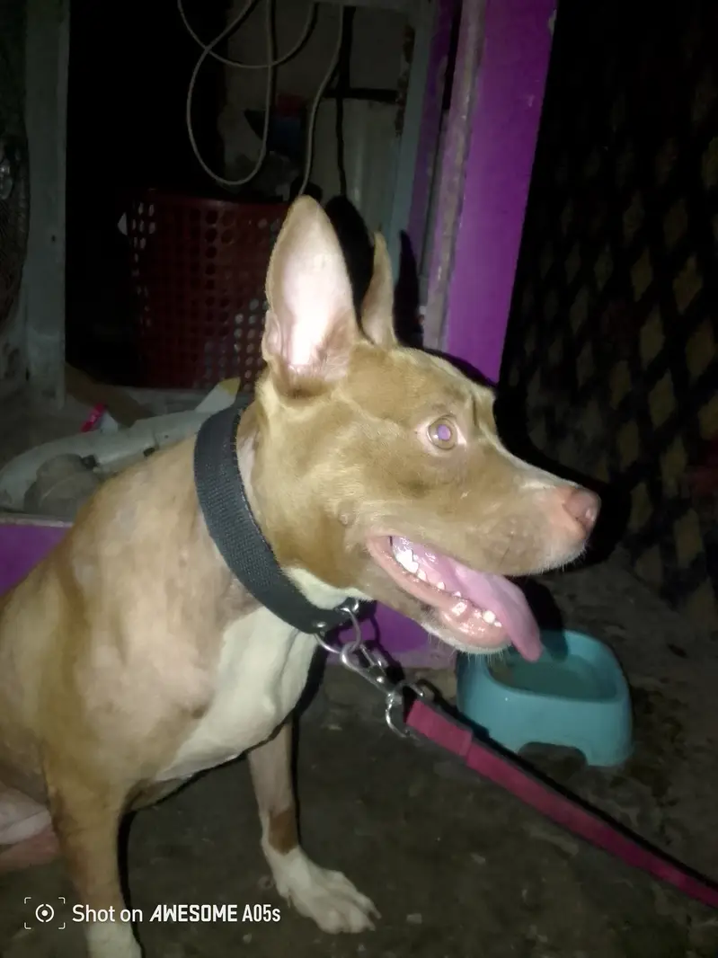 Simple dog home user — photo 3
