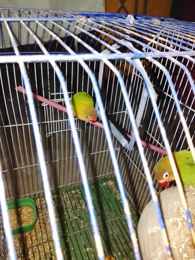 love bird pair good health