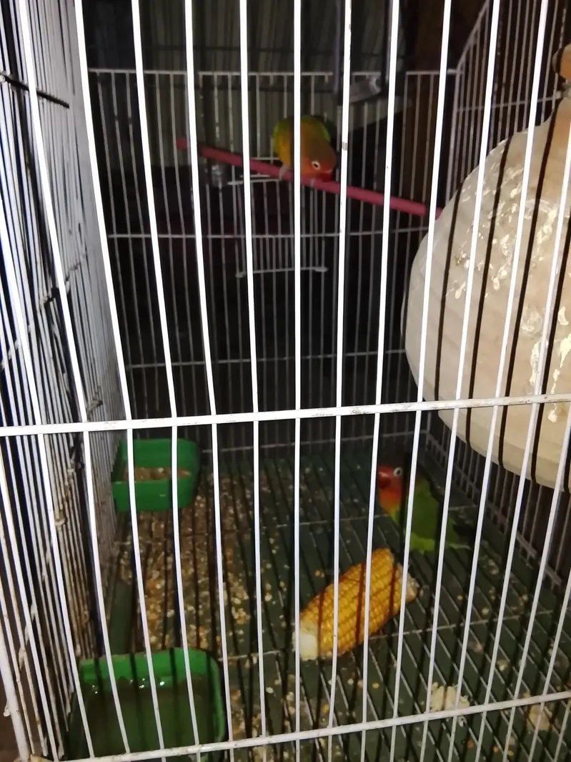 love bird pair good health — photo 2