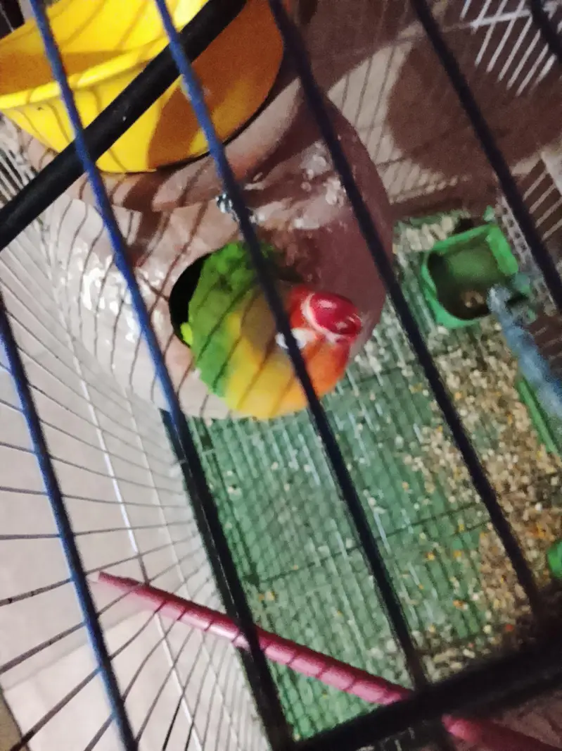 love bird pair good health — photo 3