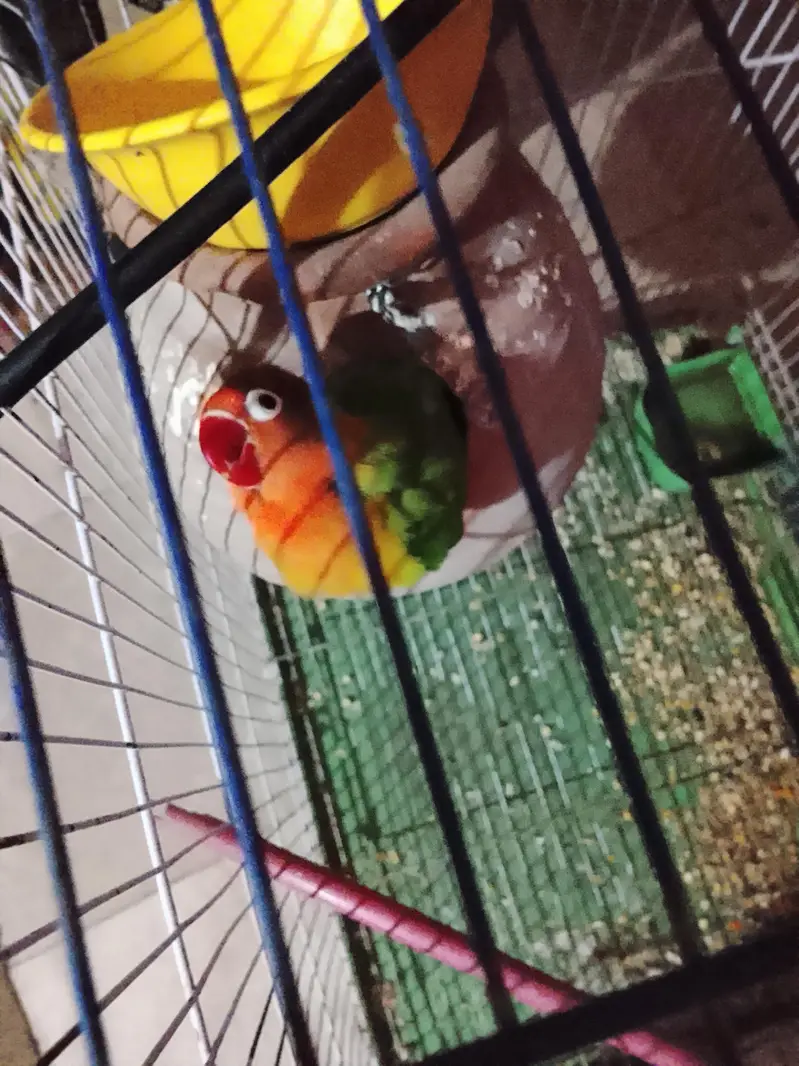 love bird pair good health — photo 4