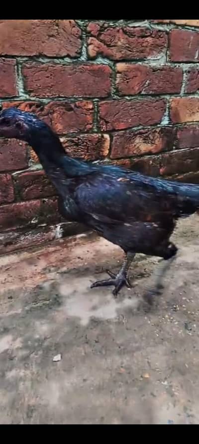 1 murghi Hy or 1 patha hu