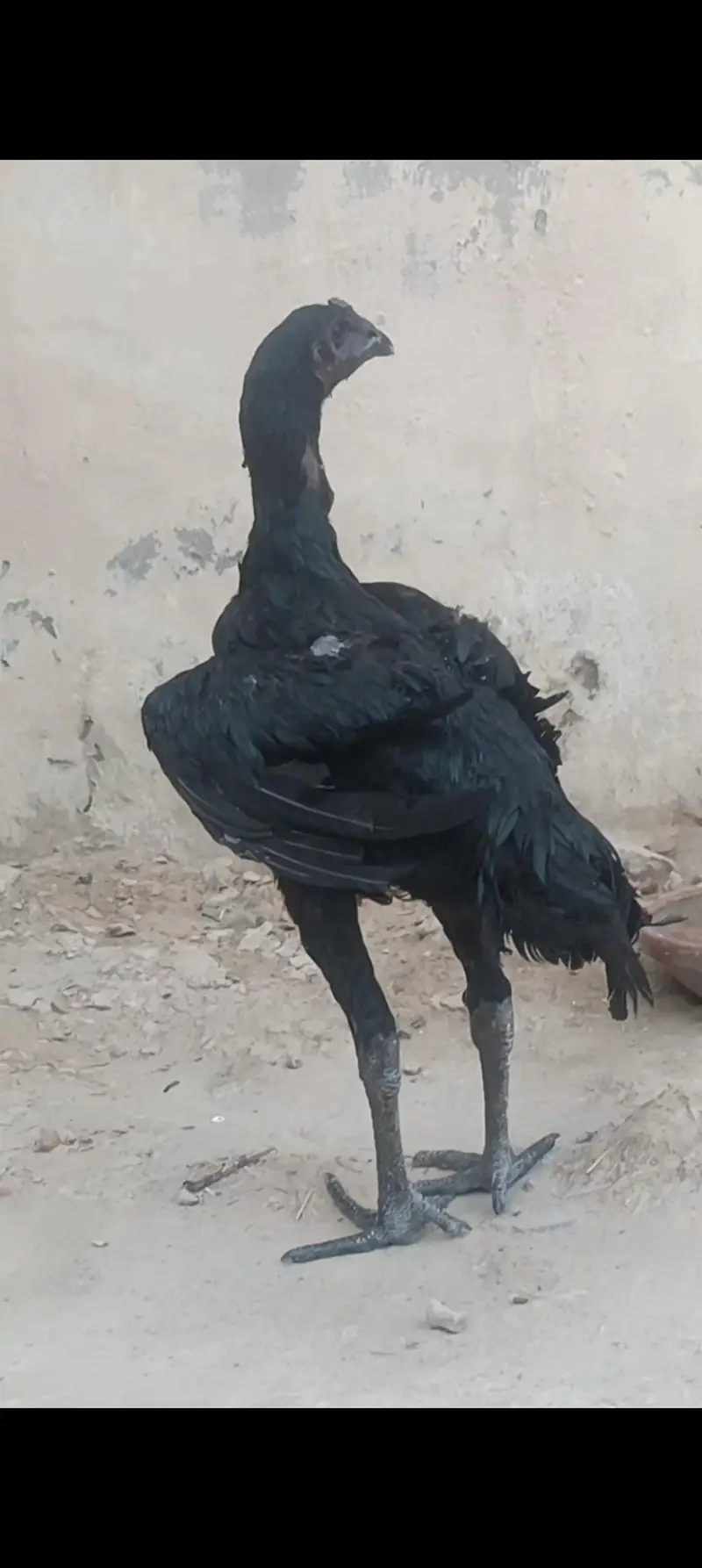 1 murghi Hy or 1 patha hu — photo 3