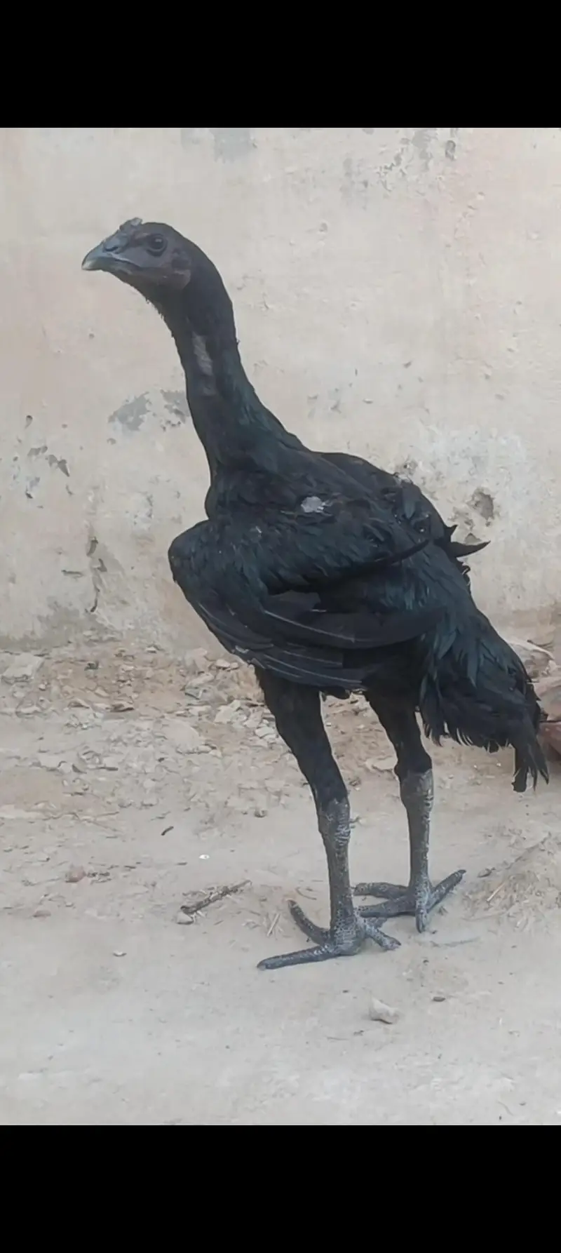 1 murghi Hy or 1 patha hu — photo 4