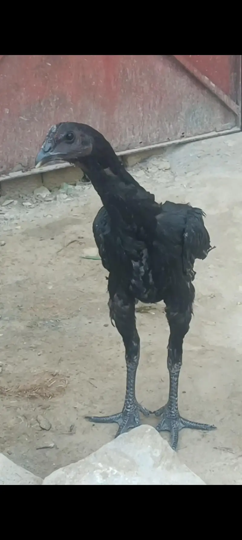 1 murghi Hy or 1 patha hu — photo 5