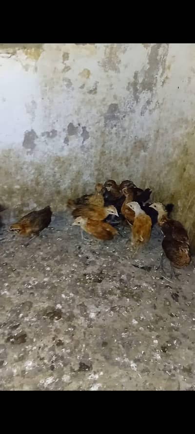 Golden Misri chicks for sale.