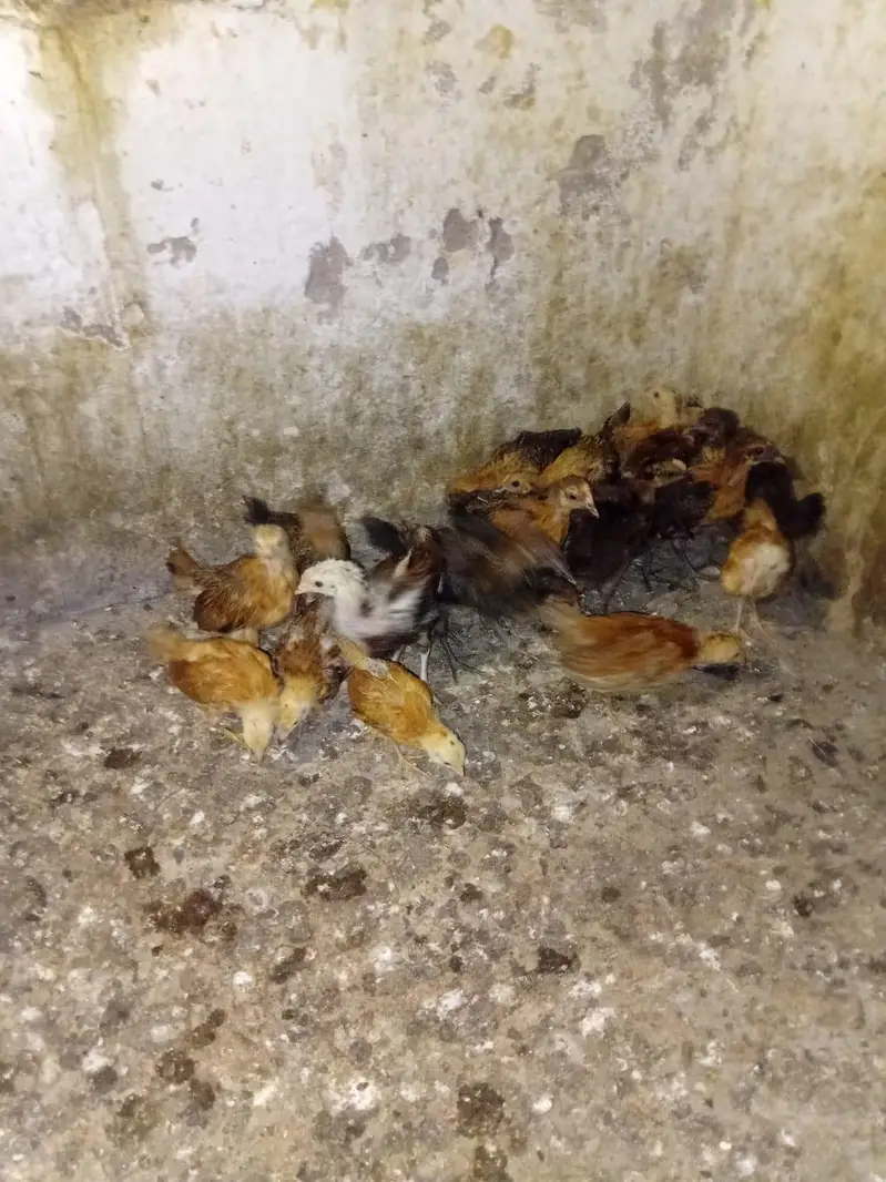 Golden Misri chicks for sale. — photo 2