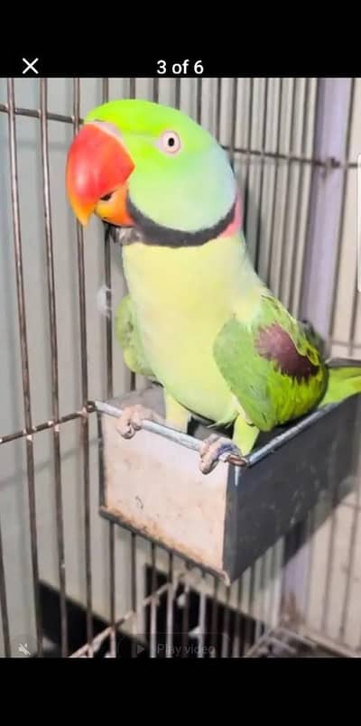 Kashmir Raw Parrot handtam fully