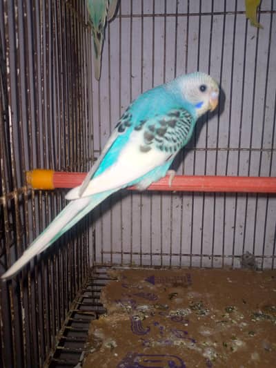healthy and active budgies pair  in reasonable price. . . .