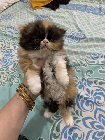persion cfa line  near to piki calico female kittenfor sale