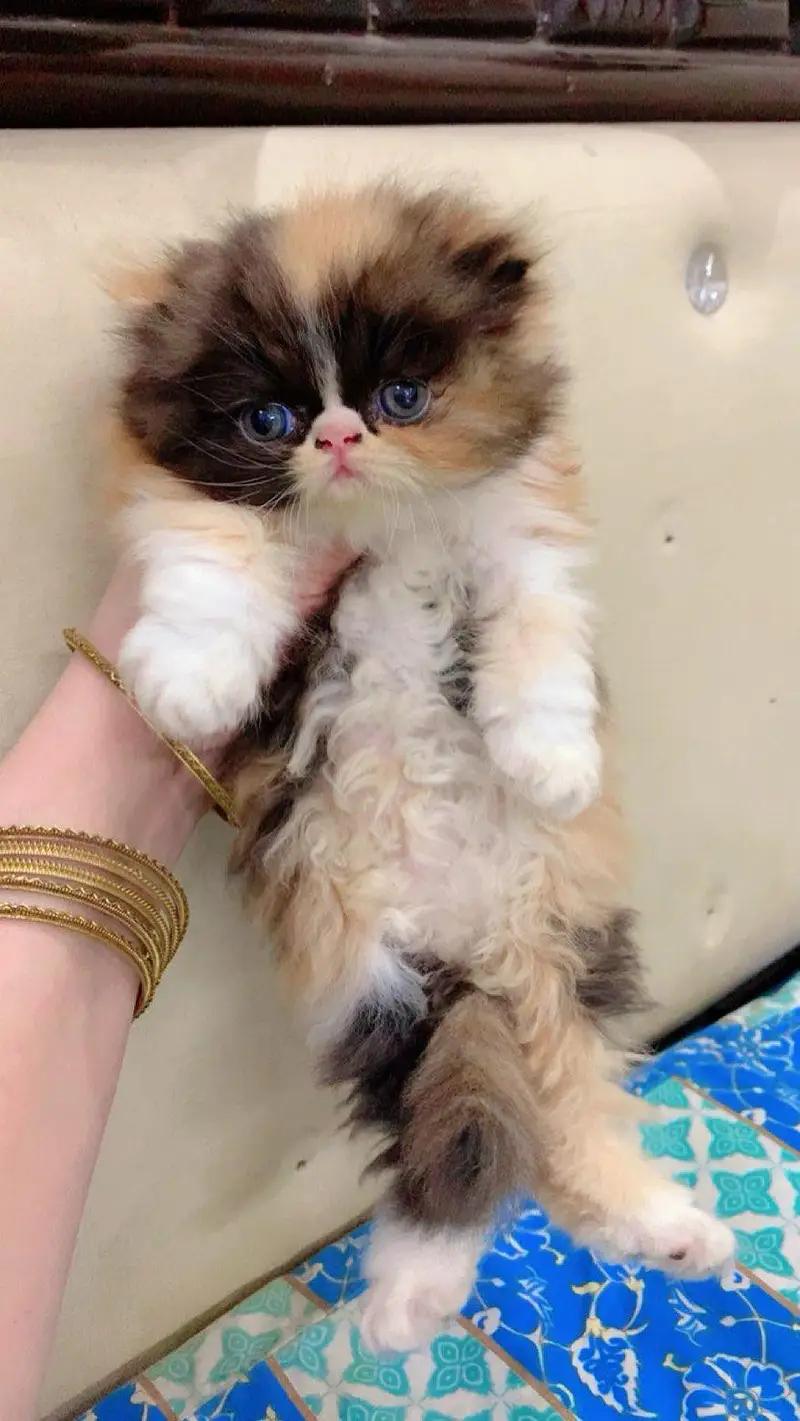 persion cfa line  near to piki calico female kittenfor sale — photo 2