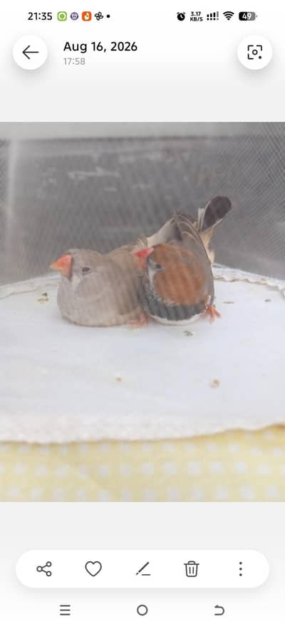 Orange  Male and English line female Breeding Pair and Patty