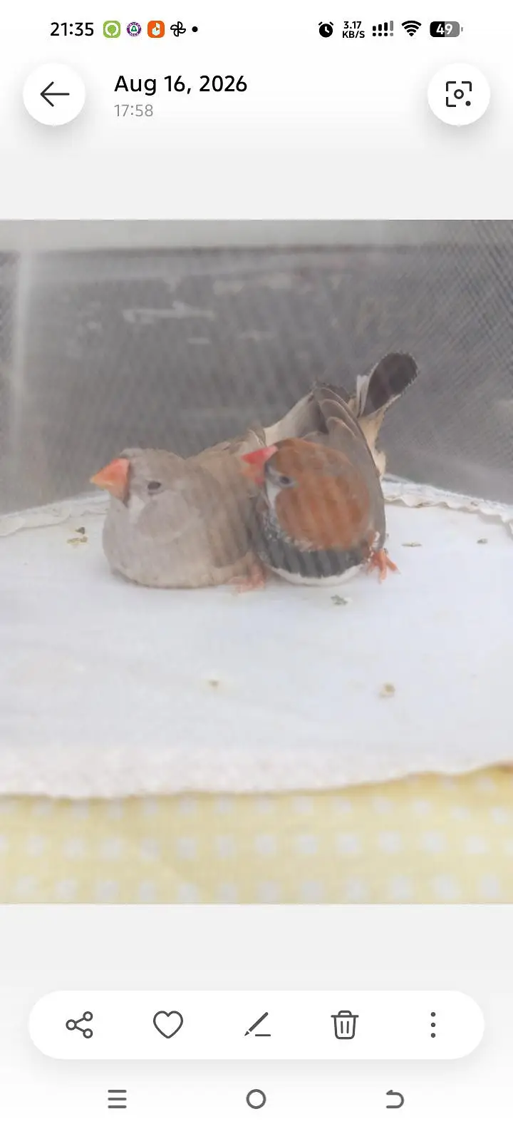 Orange  Male and English line female Breeding Pair and Patty